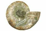 Cut & Polished Ammonite Fossil (Half) - Madagascar #383978-1